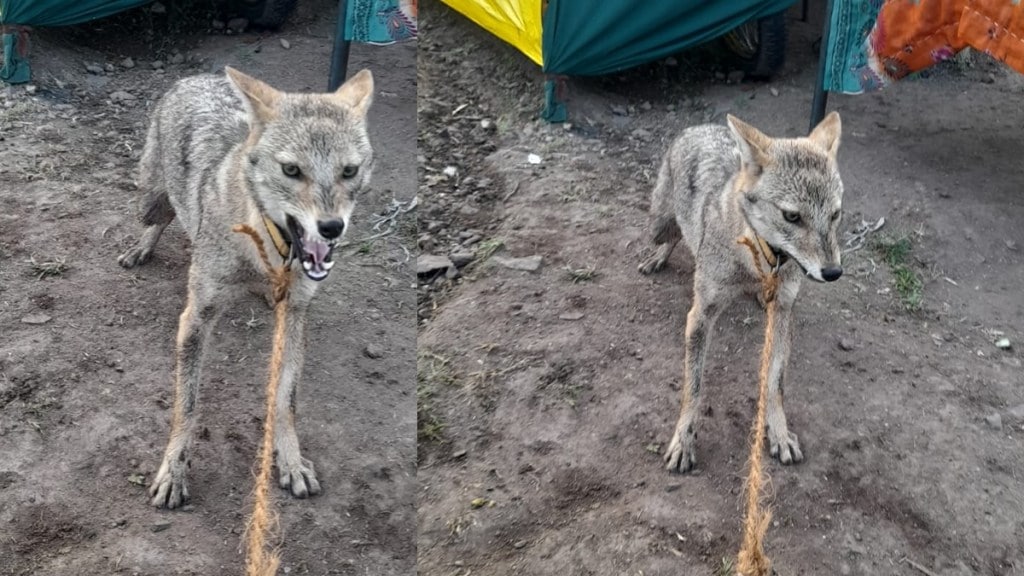 fox kept for children play, fox released in jungle