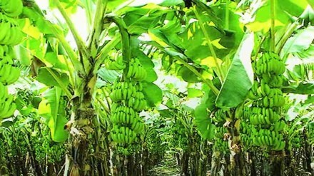 10 thousand bogus applications, bogus applications for banana insurance