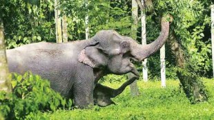 gadchiroli wild elephant, wild elephant kills farmer in gadchiroli