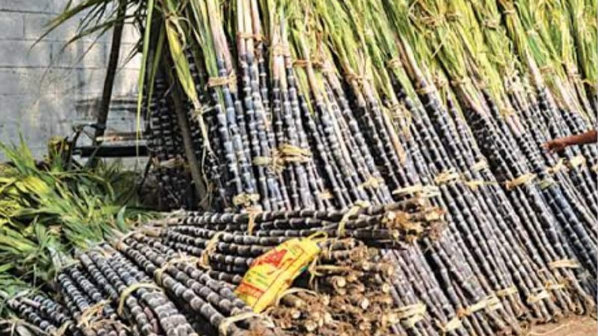 gondia, tulsi vivah, crowd in market for tulsi vivah