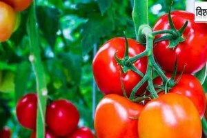 tomato price hike again explained in marathi, tomato price increased in marathi, why tomato price hike again in marathi