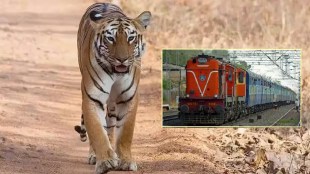 chandrapur tiger died in trian accident, tiger dead on chanda fort to gondia railway route