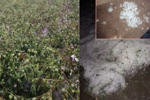 buldhana unseasonal rain, buldhana farmer crops damaged