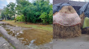 unseasonal rain damaged crops in palghar, palghar business affected due to untimely rain