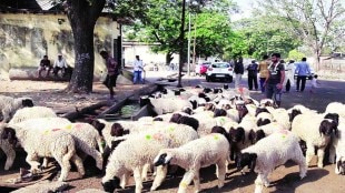 buldhana khamgaon taluka, unseasonal rain 20 sheep dead