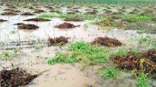 chandrapur district crop damage, crop damage on 13 thousand 393 hectares