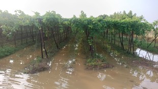 solapur unseasonal rain, young man washed away solapur, solapur crop damaged, solapur farmers worries