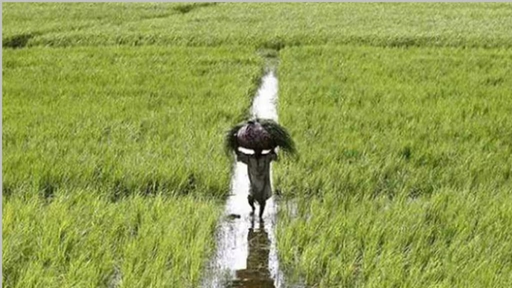 rabi crops amravati, lack of rainfall, rabi crops sown in amravati, only five percent land area