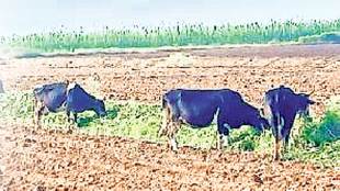 maharashtra face severe fodder shortage