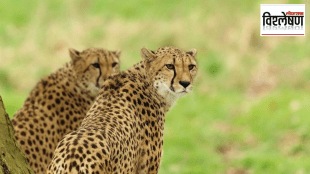 What is the current status future of Central Govt Cheetah Project