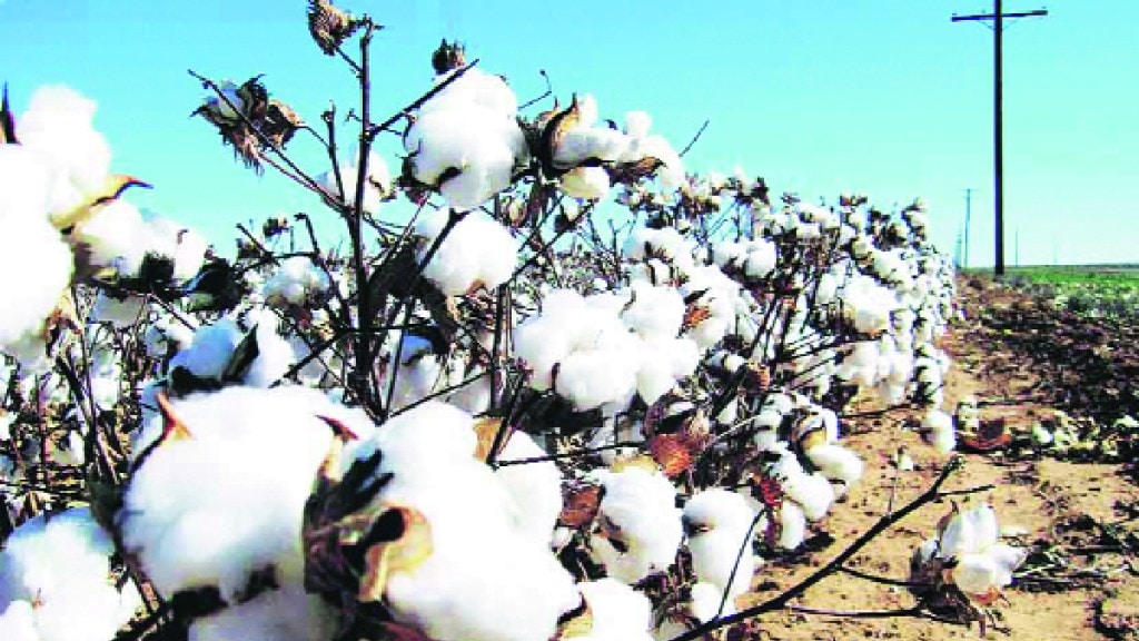 Cotton in Indian International Cotton Advisory Committee meeting was held at Geo World Convention Centre