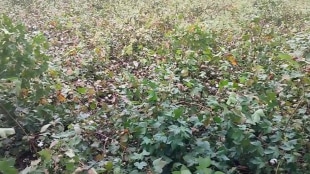 Unseasonal rains caused huge damage cotton fields wardha
