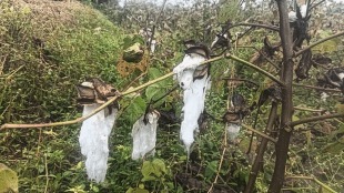 unseasonal rains crops fields severely damaged akola