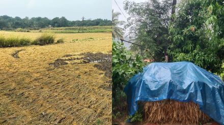 Unseasonal rains hit Vasai Virar