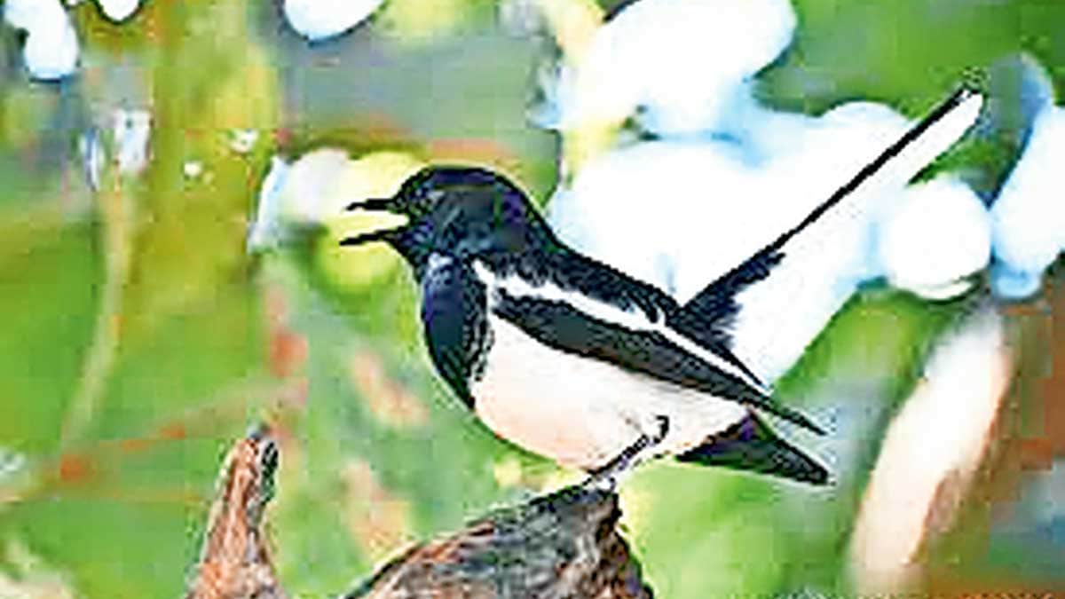 dayal bird information in marathi