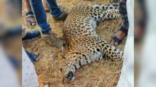 Leopard found dead in amravati hit by unknown vehicle