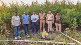 team local crime branch uncovered cultivation 3 crore ganja Shirpur dhule