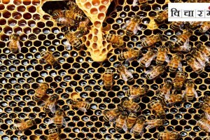Manghar village honey