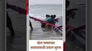 A team of forest department has arrived at Ganpatipule beach trying to release the whale fish in the deep sea