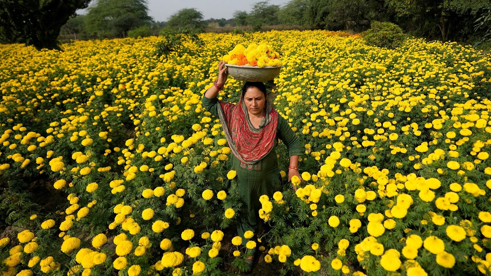 A woman collects marigold flowers, to be used for rituals and decorations, ahead of Diwali at the outskirts of Jammu, India. Hindus light lamps, wear new clothes, exchange sweets and gifts and pray to goddess Lakshmi during the festival of lights, that will be celebrated on Nov. 12. (AP Photo/Channi Anand)
