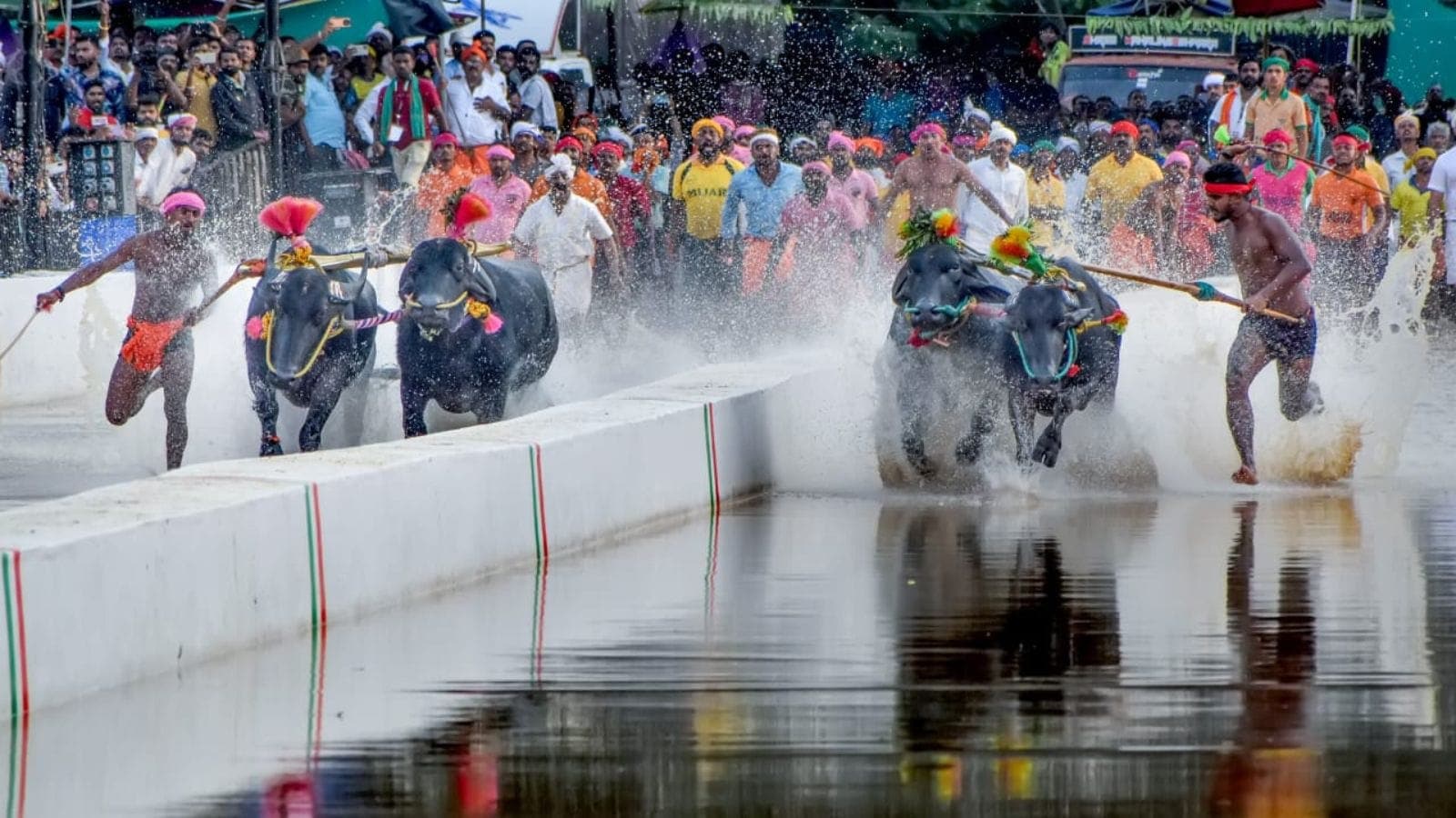 Kambala race Bengaluru