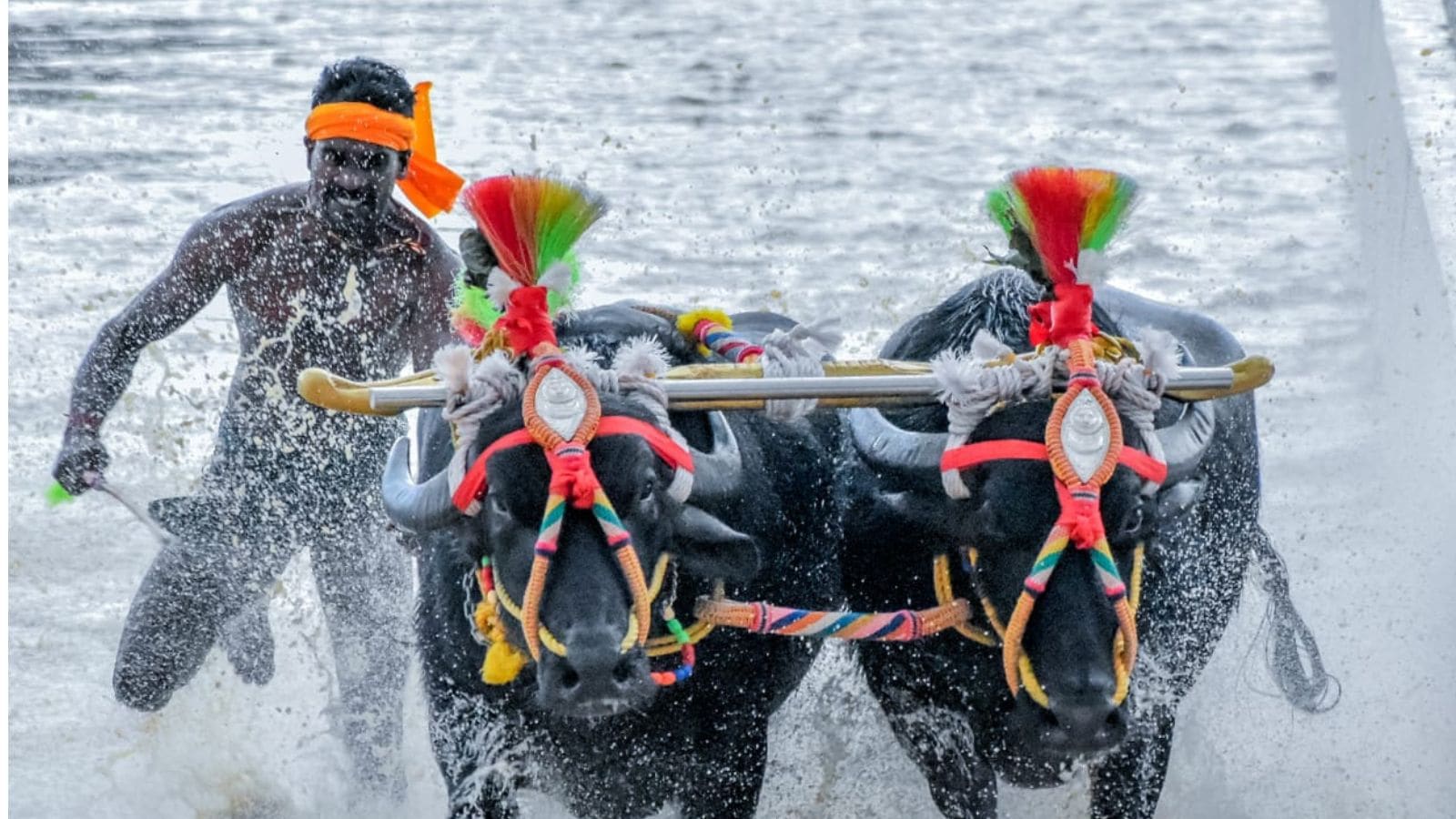 Kambala race Bengaluru