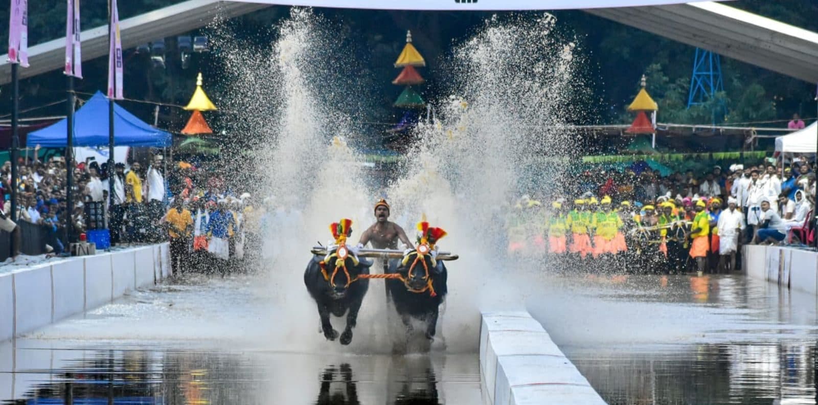 A participant with his buffalos during a trial run for the 'Bengaluru Kambala' (Buffalo race), at Palace Grounds in Bengaluru, Thursday, Nov. 23, 2023.
