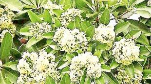 usefulness of indian devil tree