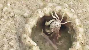 facts information about sea crabs