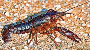 kutuhal sea food lobster facts about lobsters