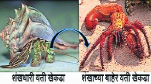 Kutuhal The most intelligent crab species is the yeti crab hermit crab
