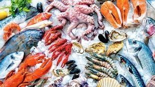 kutuhal article about sea fish