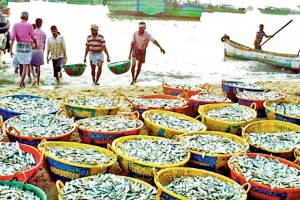 kutuhal maharashtra marine fishing