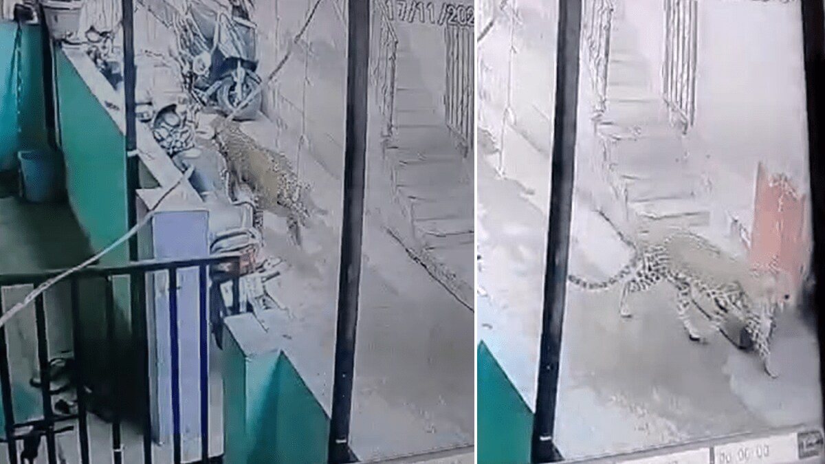 Residents Savata Nagar CIDCO nashik, walk frightened seeing leopard