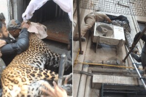 leopard jailed Raigad Chowk CIDCO, Attempts capture another leopard Govindnagar nashik