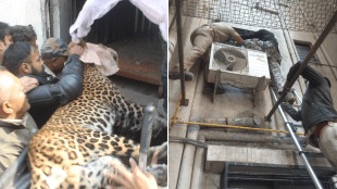 leopard jailed Raigad Chowk CIDCO, Attempts capture another leopard Govindnagar nashik