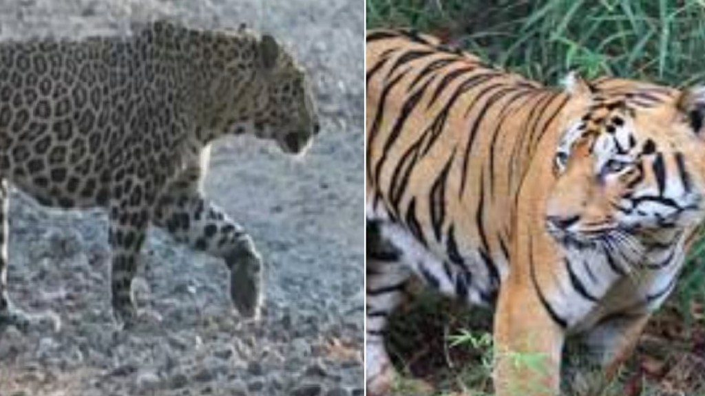 leopard and tiger