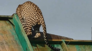 outdoor leopard entered the safari room at Gorewada International Zoo nagpur