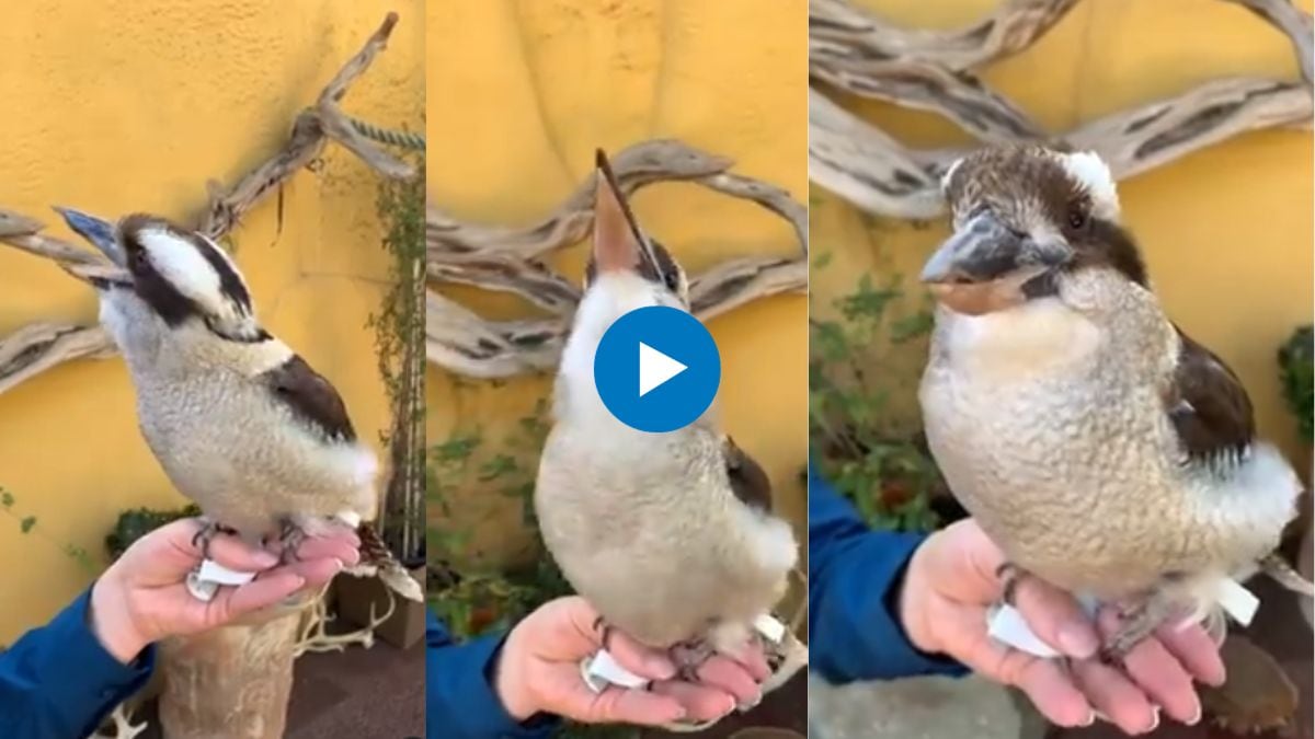 laughing kookaburra sound like fiendish laughter kookaburra sound instagram viral video kookaburra bird facts