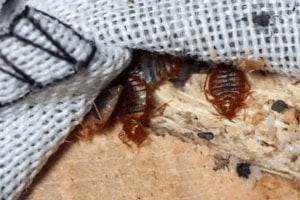 bed bugs removal tips