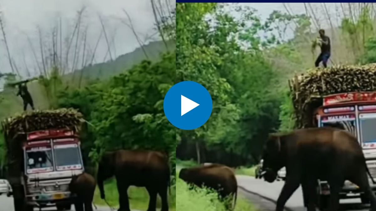 farmer feed sugarcane to the hungry elephant