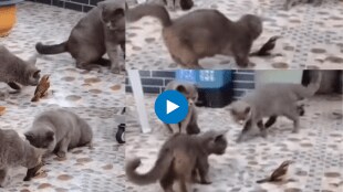 Bird manages to escape a group of cats by playing statue