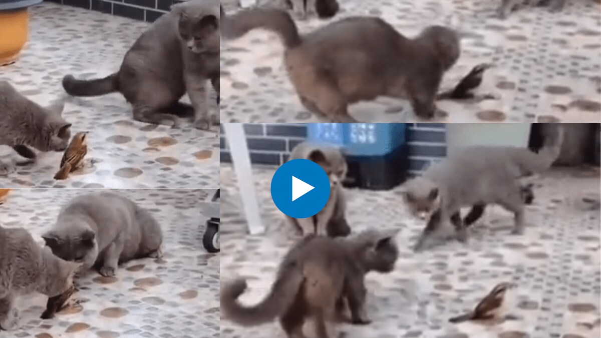 Bird manages to escape a group of cats by playing statue