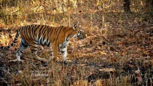to curb Maya tigress death rumours