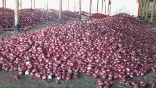 onion export, onion rate,