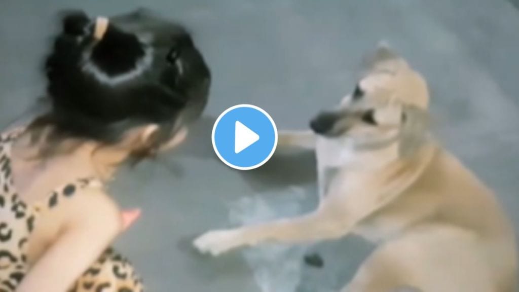 dog viral video