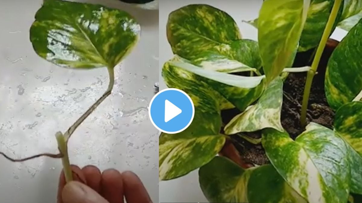 money-plant