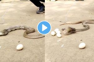 do you see how snakes lay eggs video goes viral of laying eggs by snake on instagram social media