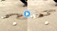 do you see how snakes lay eggs video goes viral of laying eggs by snake on instagram social media