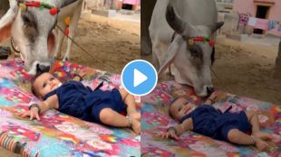 a cow loving a child video goes viral on social media